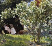 Peder Severin Kroyer Roses Garden in Skagen (nn02) oil on canvas